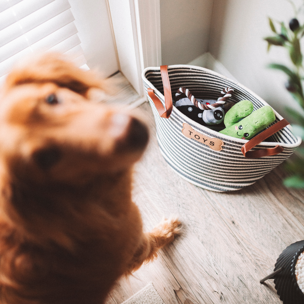 Cactus Squeaky Dog Toy