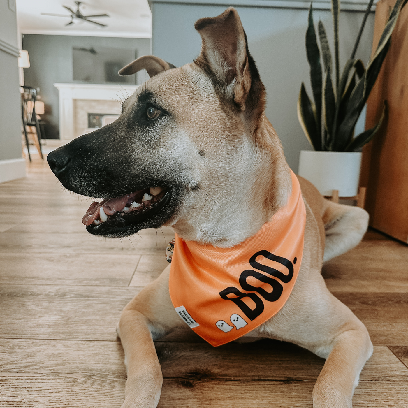 Halloween Boo Bandana