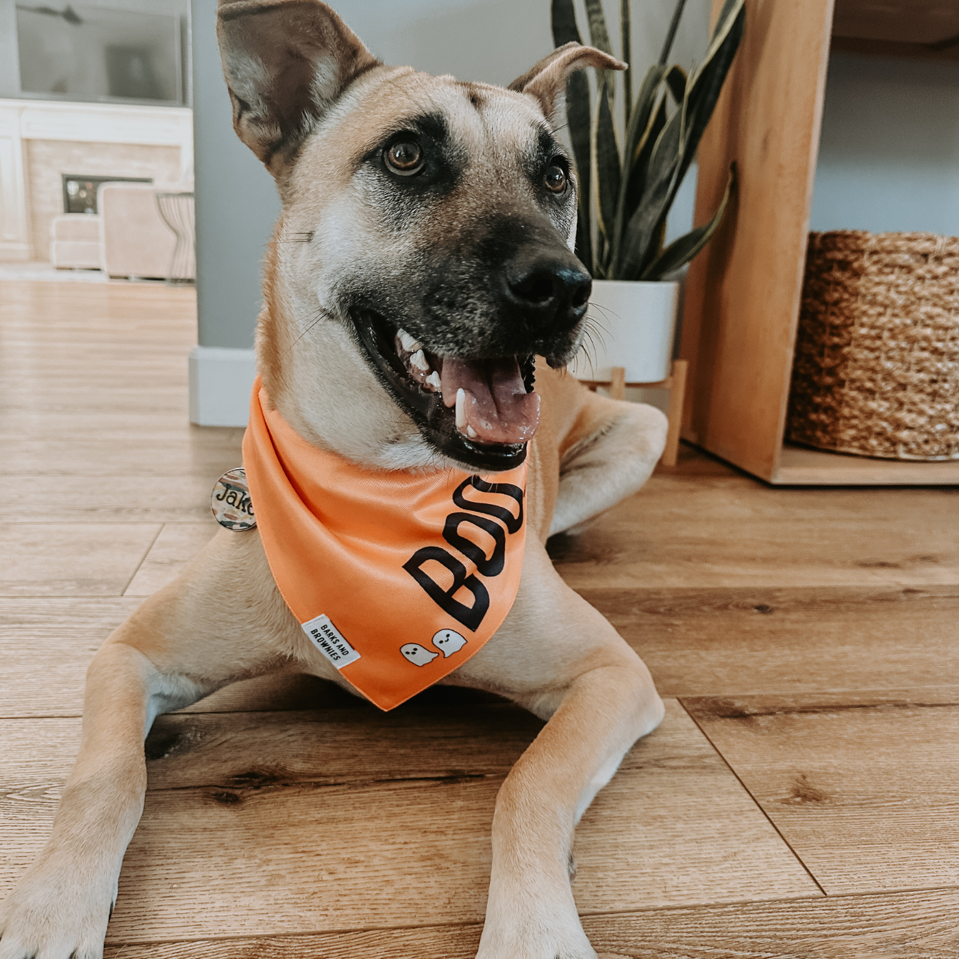 Halloween Boo Bandana