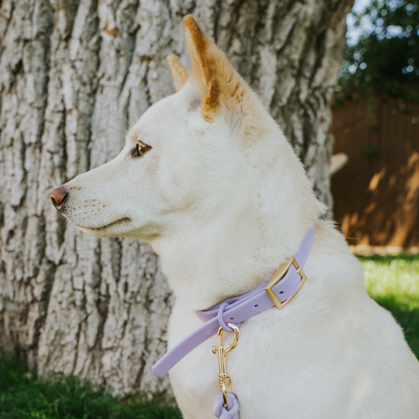 Waterproof Dog Collar - Purple
