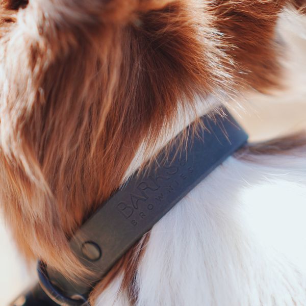 Waterproof Dog Collar - Black