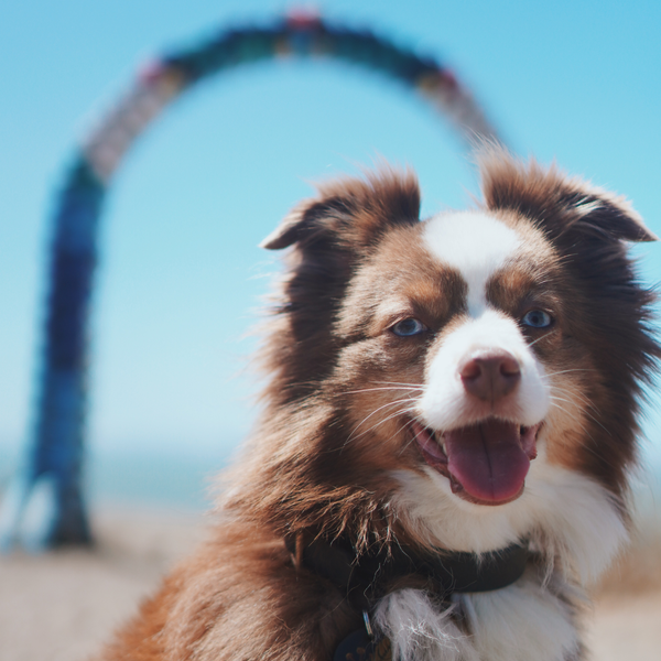 Waterproof Dog Collar - Black