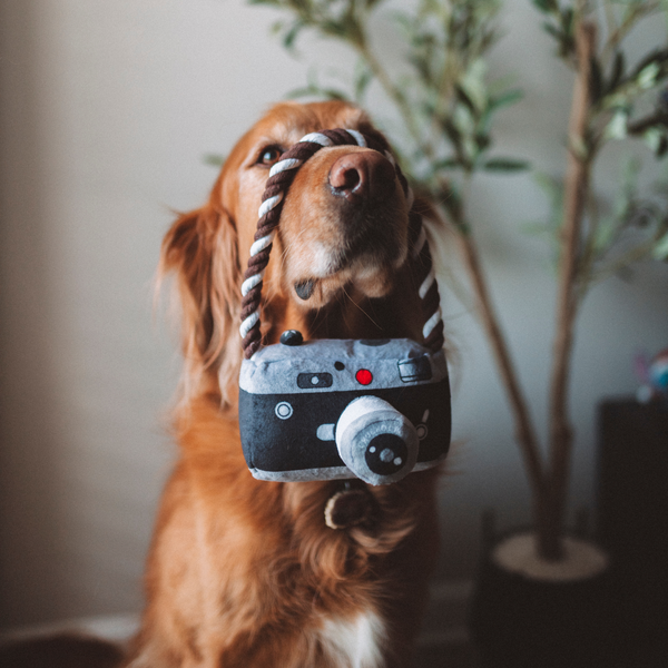 Camera Squeaky Dog Toy