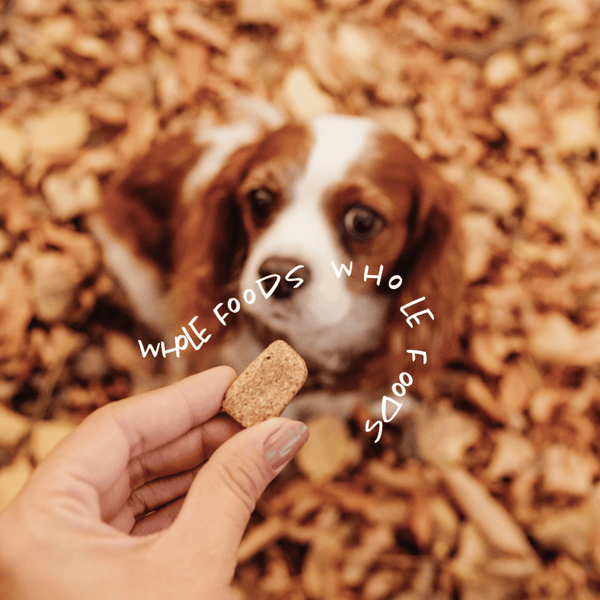 HONEY YAMMY | HEALTHY DIGESTION Dog Treats