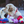 Plane Squeaky Dog Toy