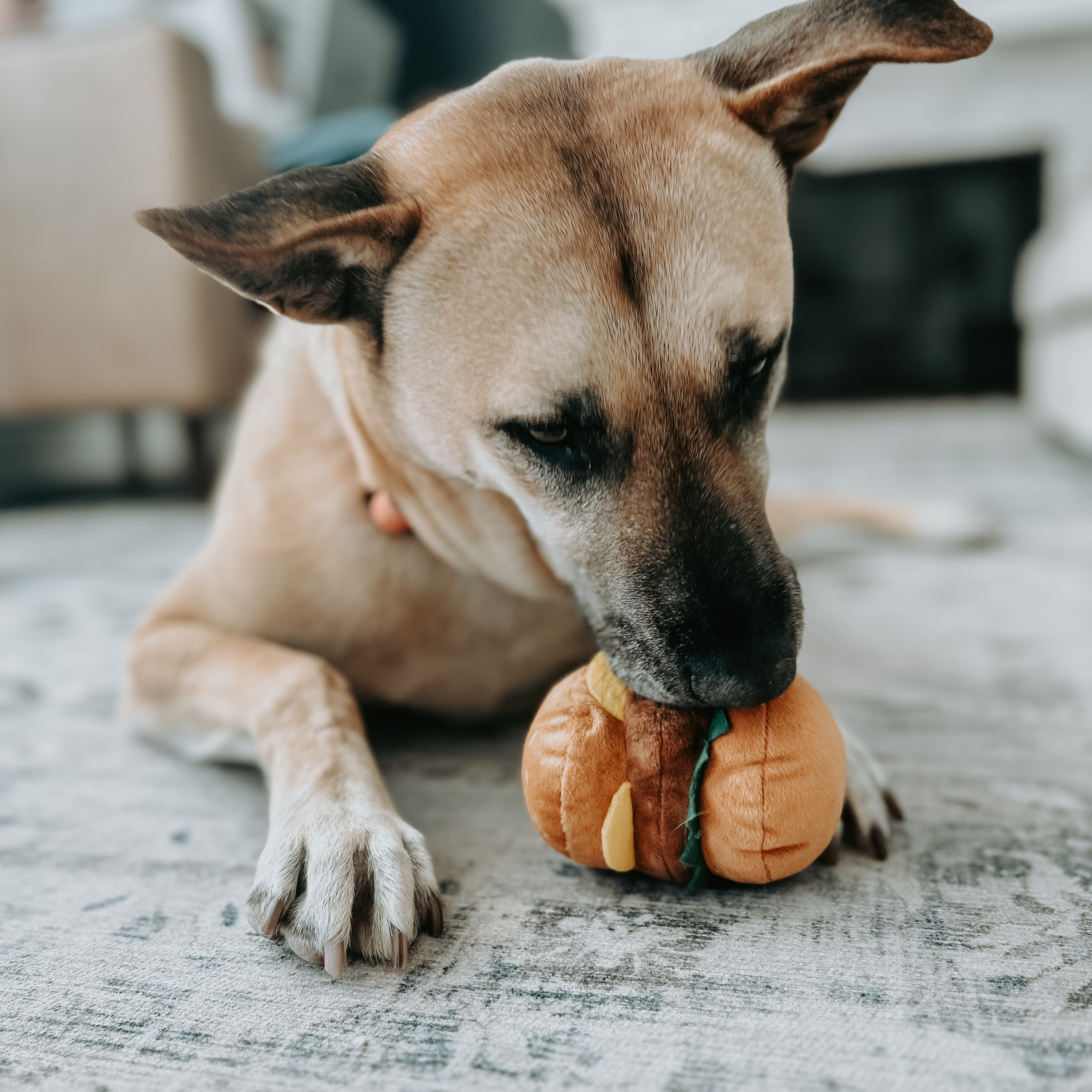 Cheeseburger  Dog Toy