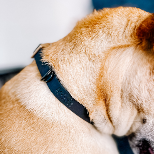 Black - Waterproof Collar