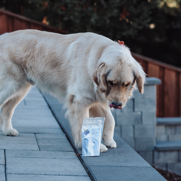 BERRY NUTTY | IMMUNE BOOST Dog Treats