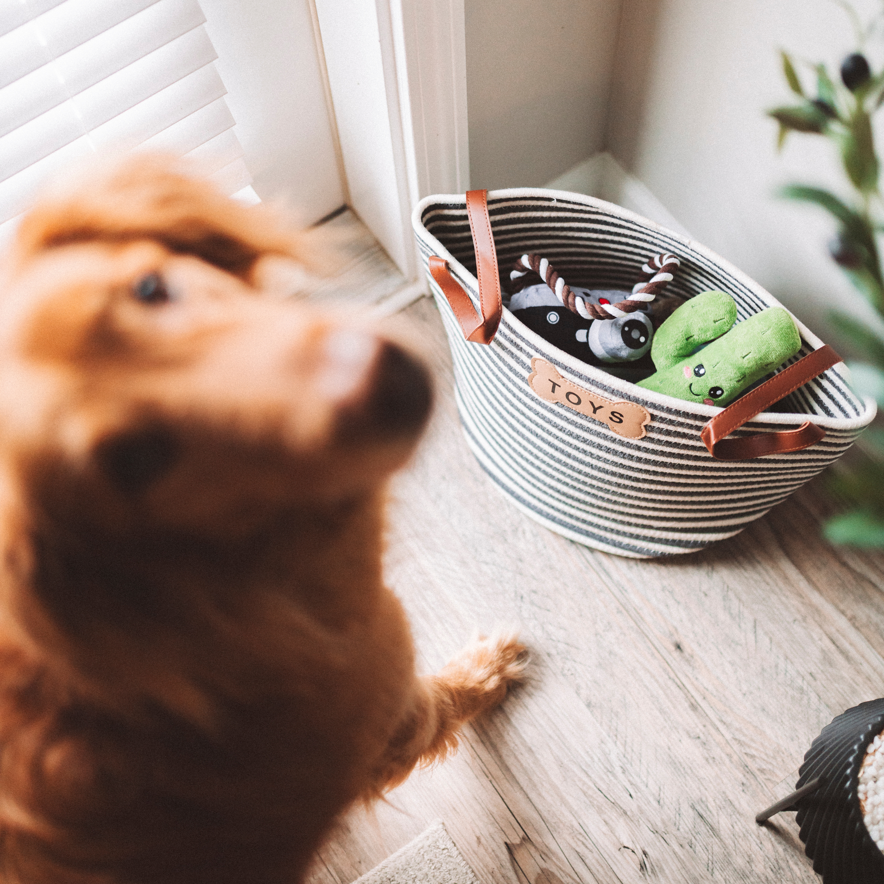 Cactus Dog Toy