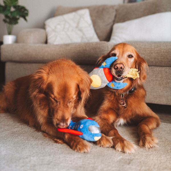 Plane Squeaky Dog Toy