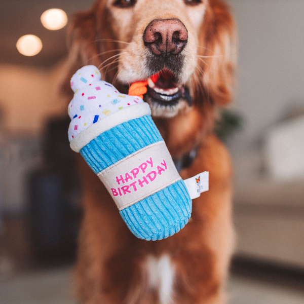 Birthday Squeaky Dog Toy